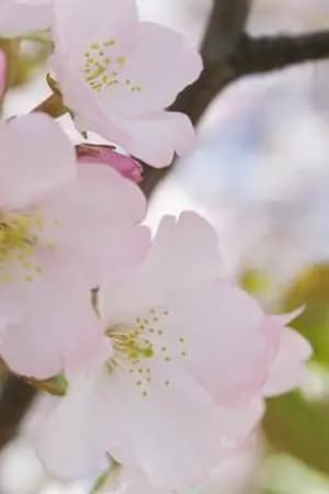 ปก ซ่อน...เสน่หา