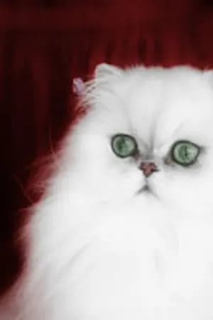 ปก [Fic TVXQ+SJ] A Cat's Lover...แฟนผมเป็นแมว♥ :: yunjae&woncin