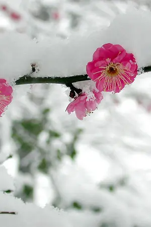 ปก Ume hana in Snow - taeten NCT [End]