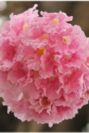 ปก สิเน่หา..ตาเบบูญ่า