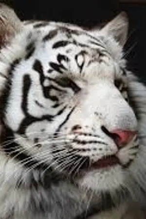 ปก มนต์รักพยัคฆ์ขาว White tiger love (yaoi)