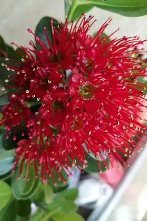 ปก ท่านพี่​ ด้ายแดงนี้ข้าขอคืนให้