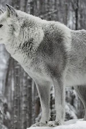 ปก Fic: Chanbaek Prey of wolf เหยื่อหมาป่า Ft.Hunhan Krislay Kaido [End]