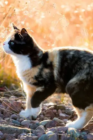 ปก [FIC MARKBAM] CALICO CAT #แมวหรือเมียMB [End]