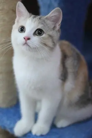 ปก Kittiefic (os/sf) #เนียลอง #nielong